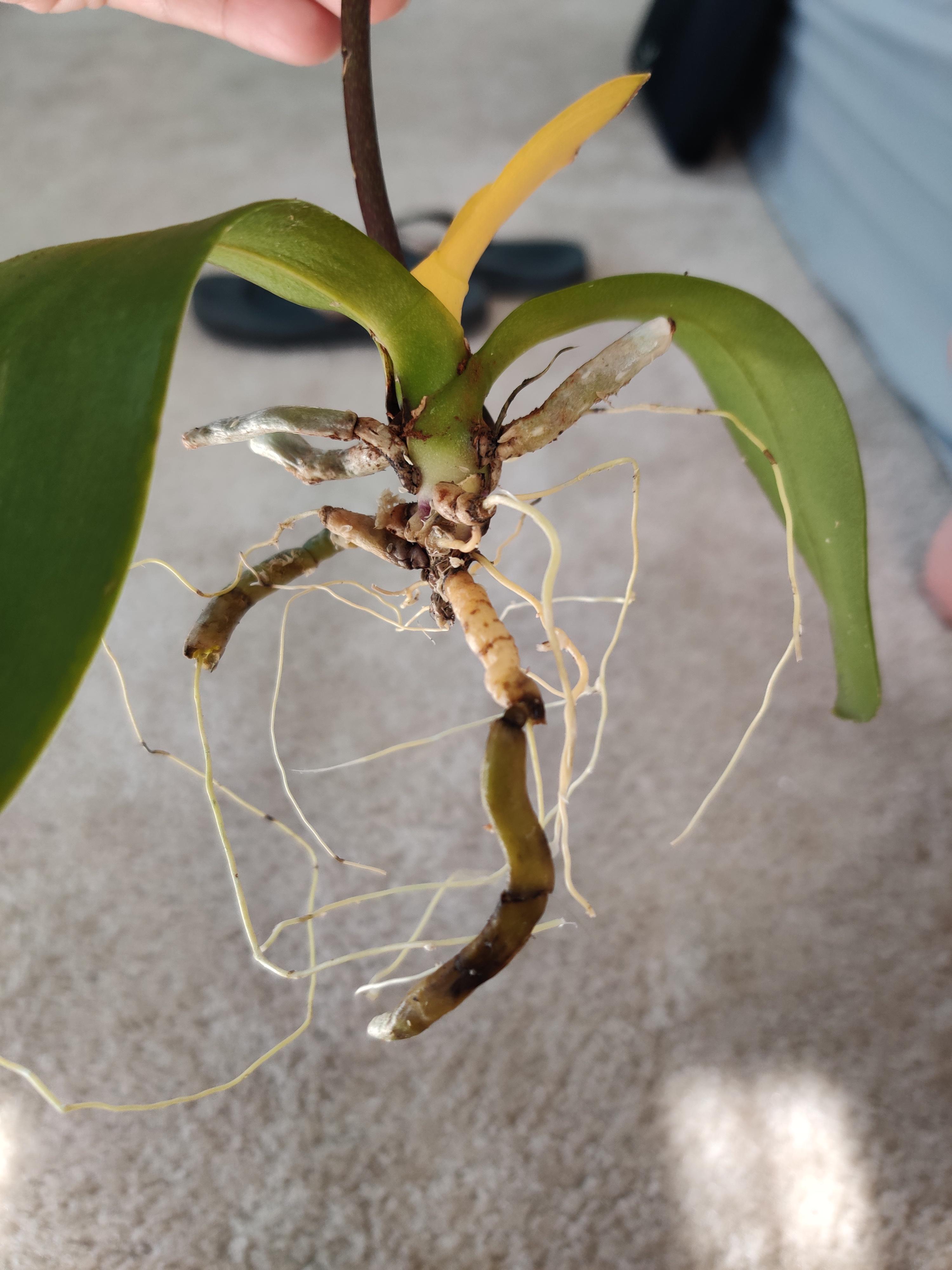 Как нарастить корни у орхидеи фаленопсис после их утраты